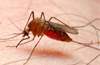 Vivax malaria seen on the rise in DK, experts